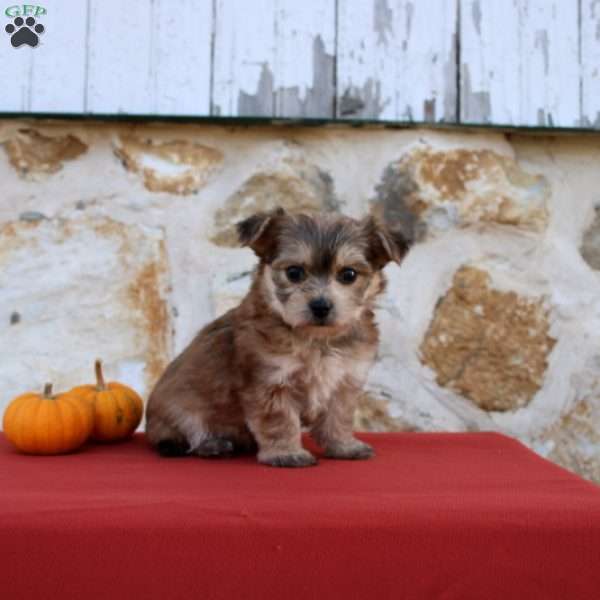 Uriah, Morkie / Yorktese Puppy